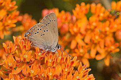 《被遗忘的安妮》开发商新作《遗忘者》公布 众筹开启